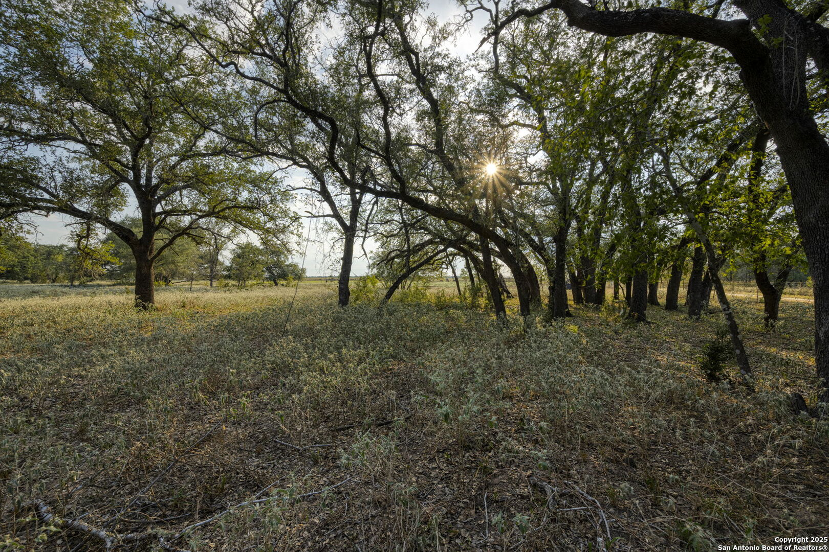 2605 Schuttig Road Pleasanton, TX 78064 - Photo 22 of 35 a view of open space with trees