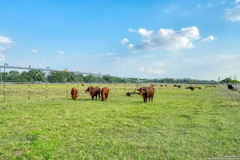 a view of a field with a big tree
