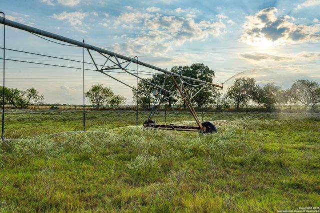 a view of a yard with plants and a tree