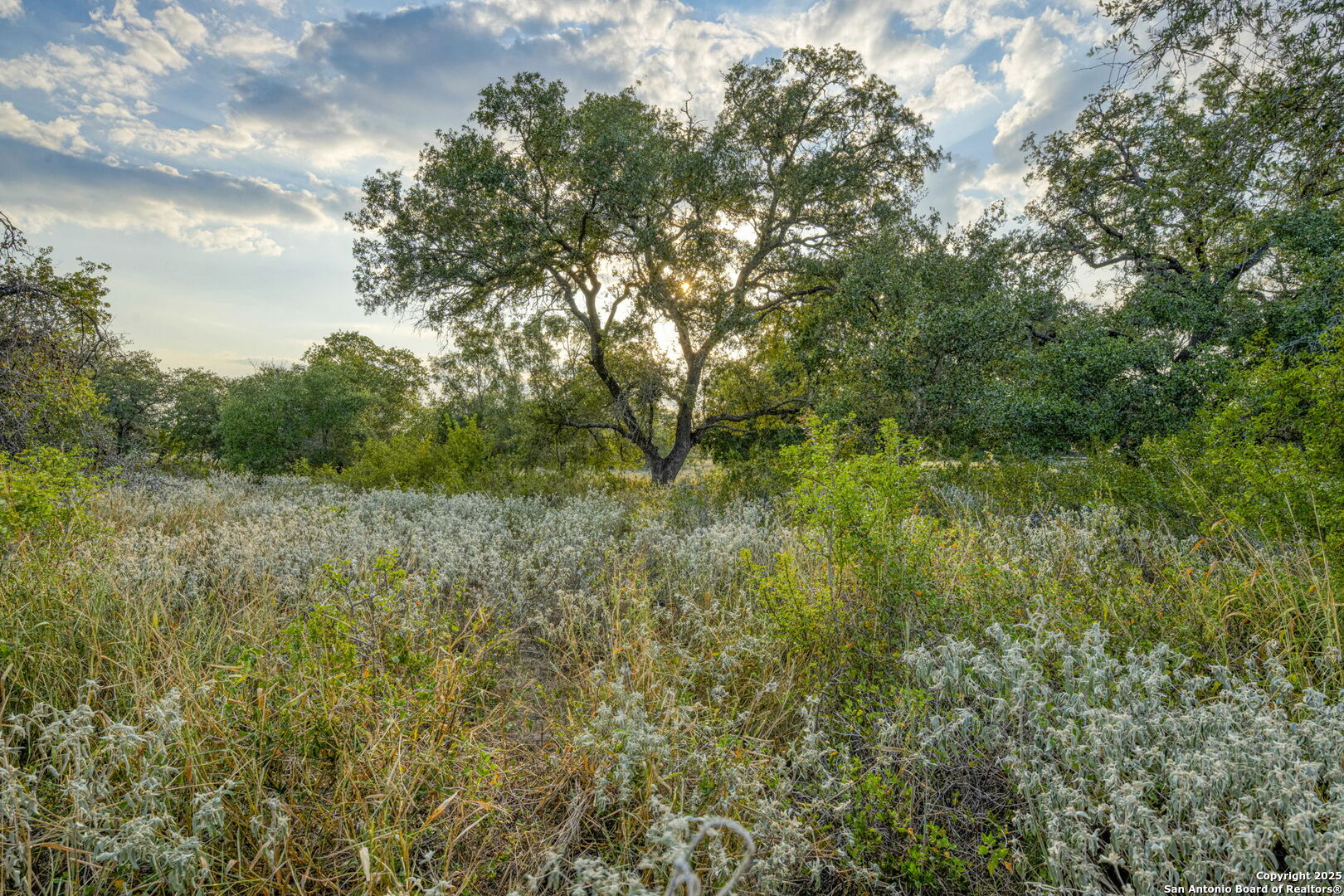 2605 Schuttig Road Pleasanton, TX 78064 - Photo 29 of 35 a view of a yard with plants and a tree