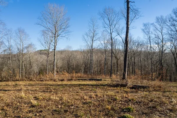 a view of a backyard with large trees