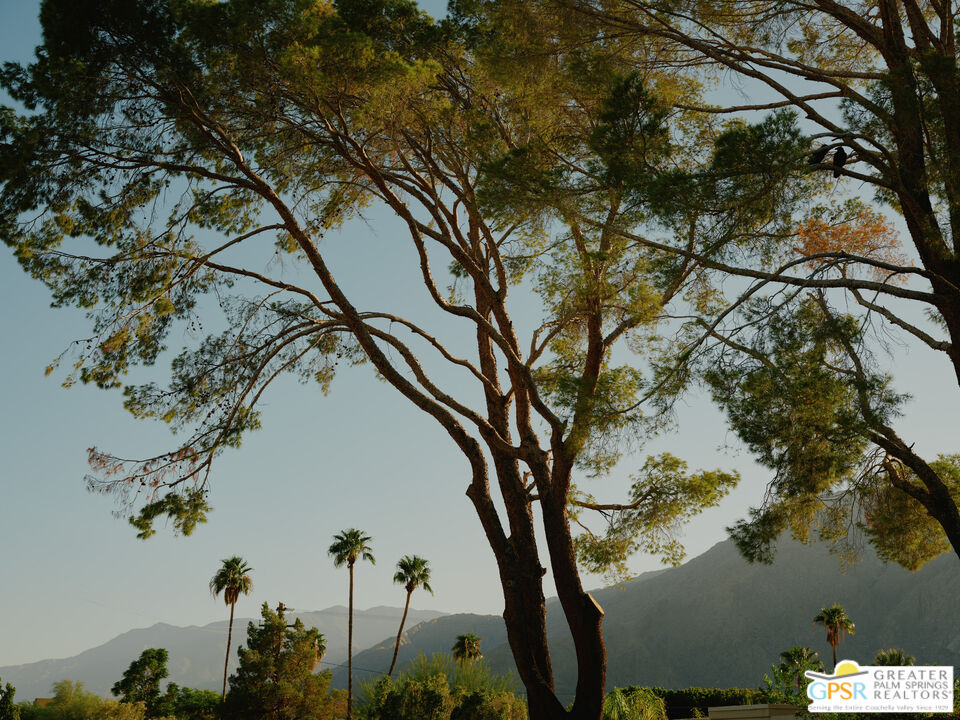 360 Cabrillo Road, Unit 101 Palm Springs, CA 92262 - Photo 35 of 39 a view of a tree in front of a house