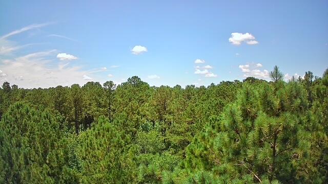 0 Nursery Road Reevesville, SC 29471 - Photo 1 of 11