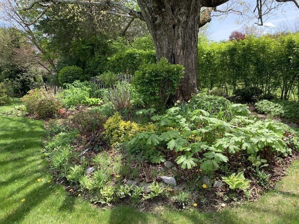 3 Sasur Street Three Rivers, MA 01080 - Photo 22 of 35 a plant view in yard