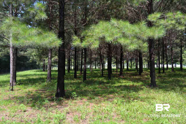 27608 County Road 65 Loxley, AL 36551 - Photo 11 of 32 Shady pastures