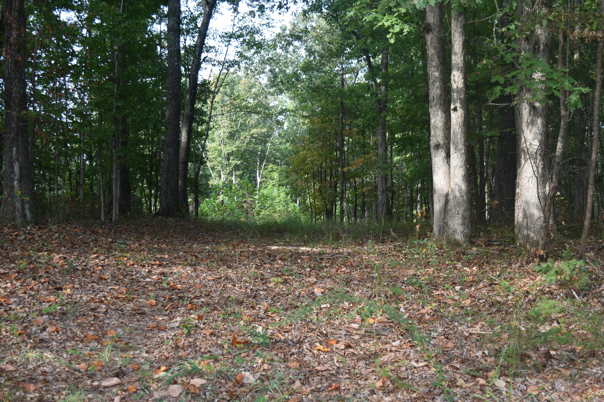 0 Stage Coach Road Sewanee, TN 37375 - Photo 7 of 50 Gallery Image 7