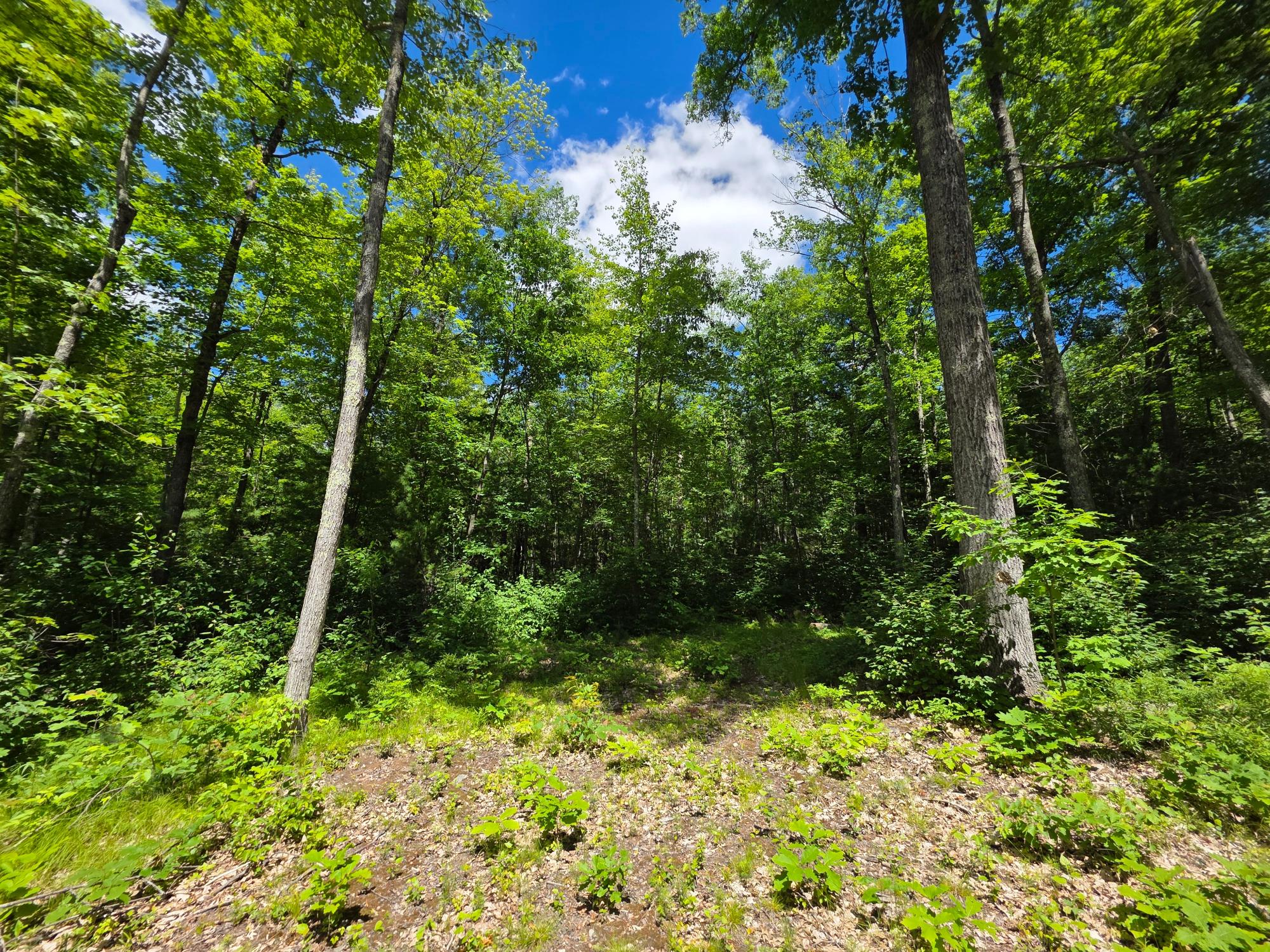 N11478 Cottage Road Tomahawk, WI 54487 - Photo 16 of 27 Gallery Image 16