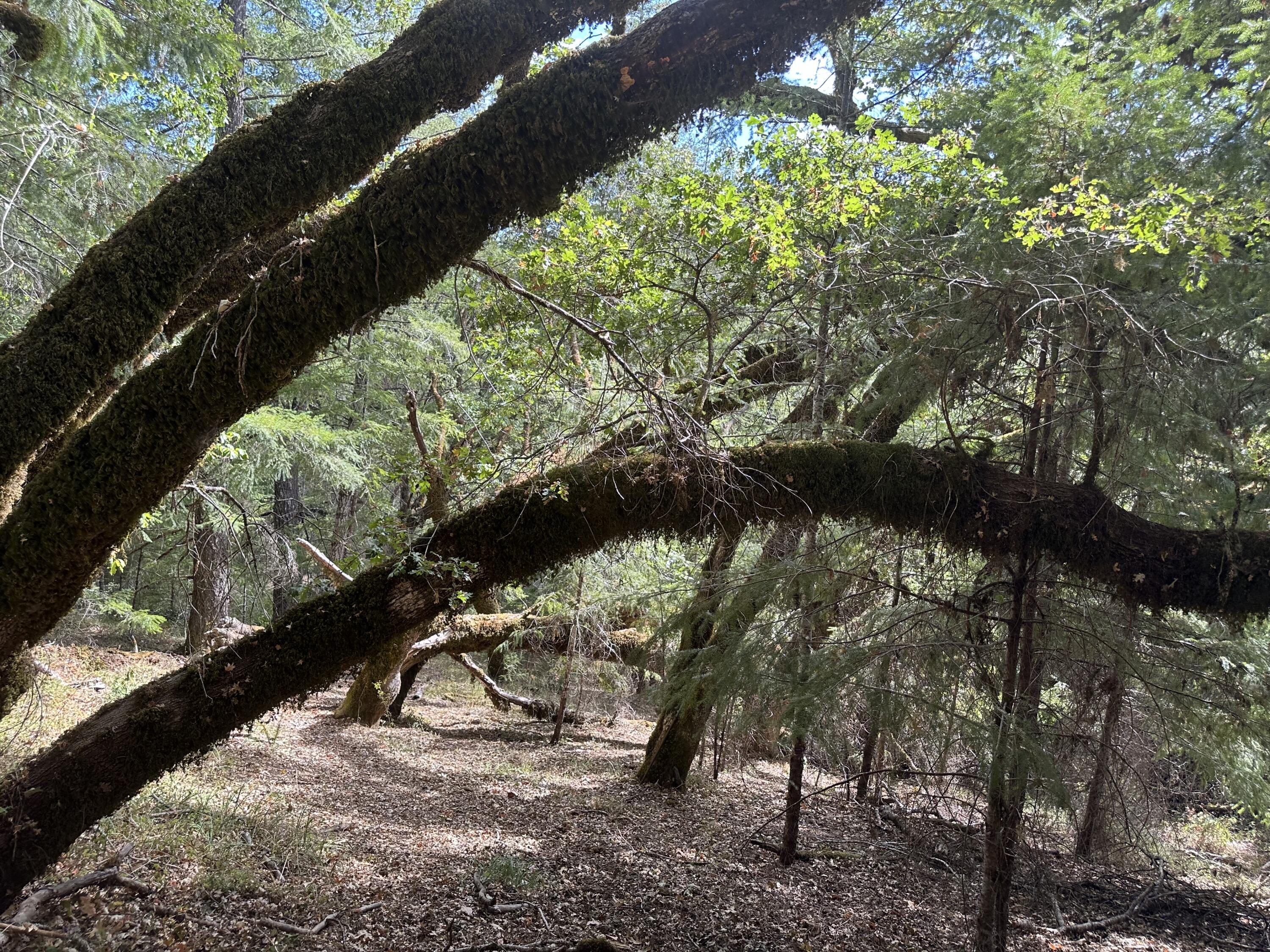 3820 Thomas Road Miranda, CA 95553 - Photo 86 of 97
