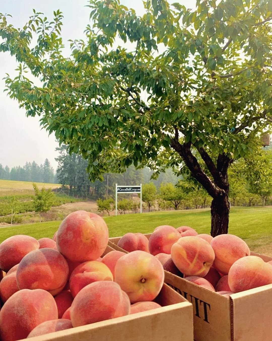 17911 North Day Mt Spokane Road Colbert, WA 99005 - Photo 43 of 48