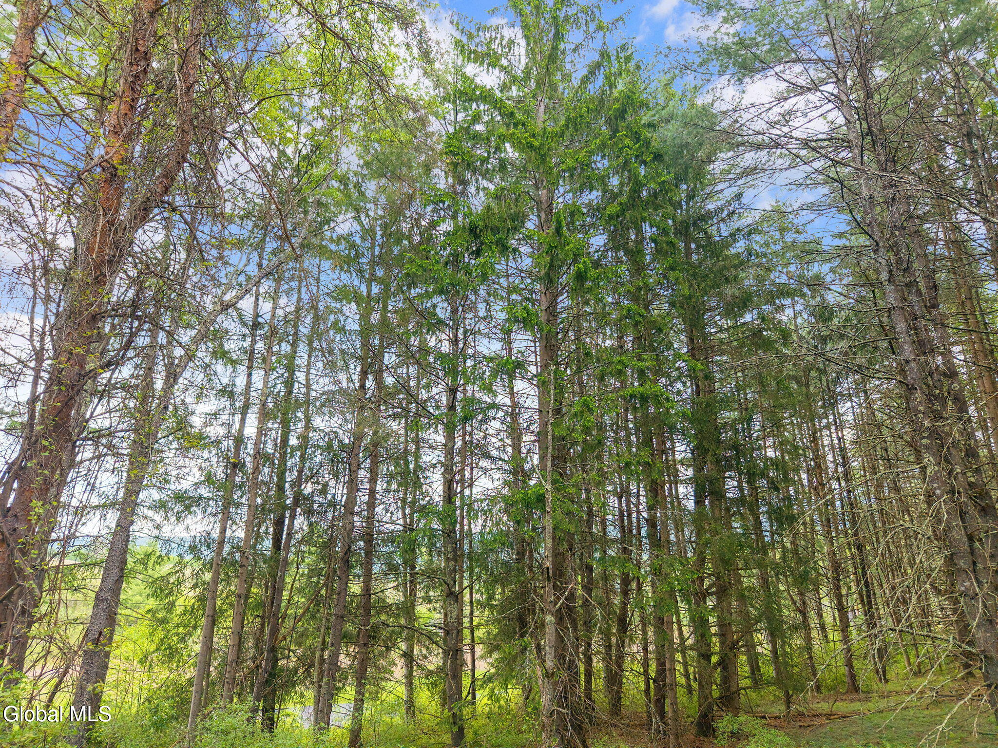 1432 Shew Hollow Road Gilboa, NY 12076 - Photo 47 of 55 52-1432ShewHollowRd_52