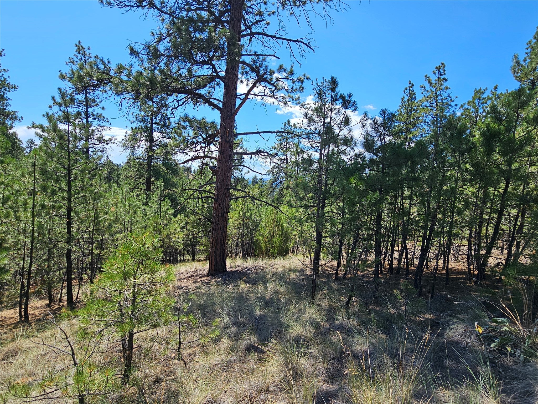 Nhn Upper Sawmill Creek Road Cascade, MT 59421 - Photo 19 of 28 Gallery Image 19