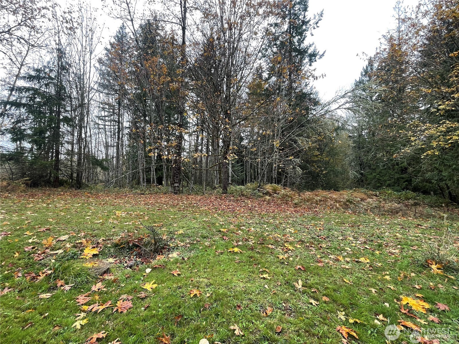 15407 264th Street East Graham, WA 98338 - Photo 19 of 23 a backyard of a house with lots of green space