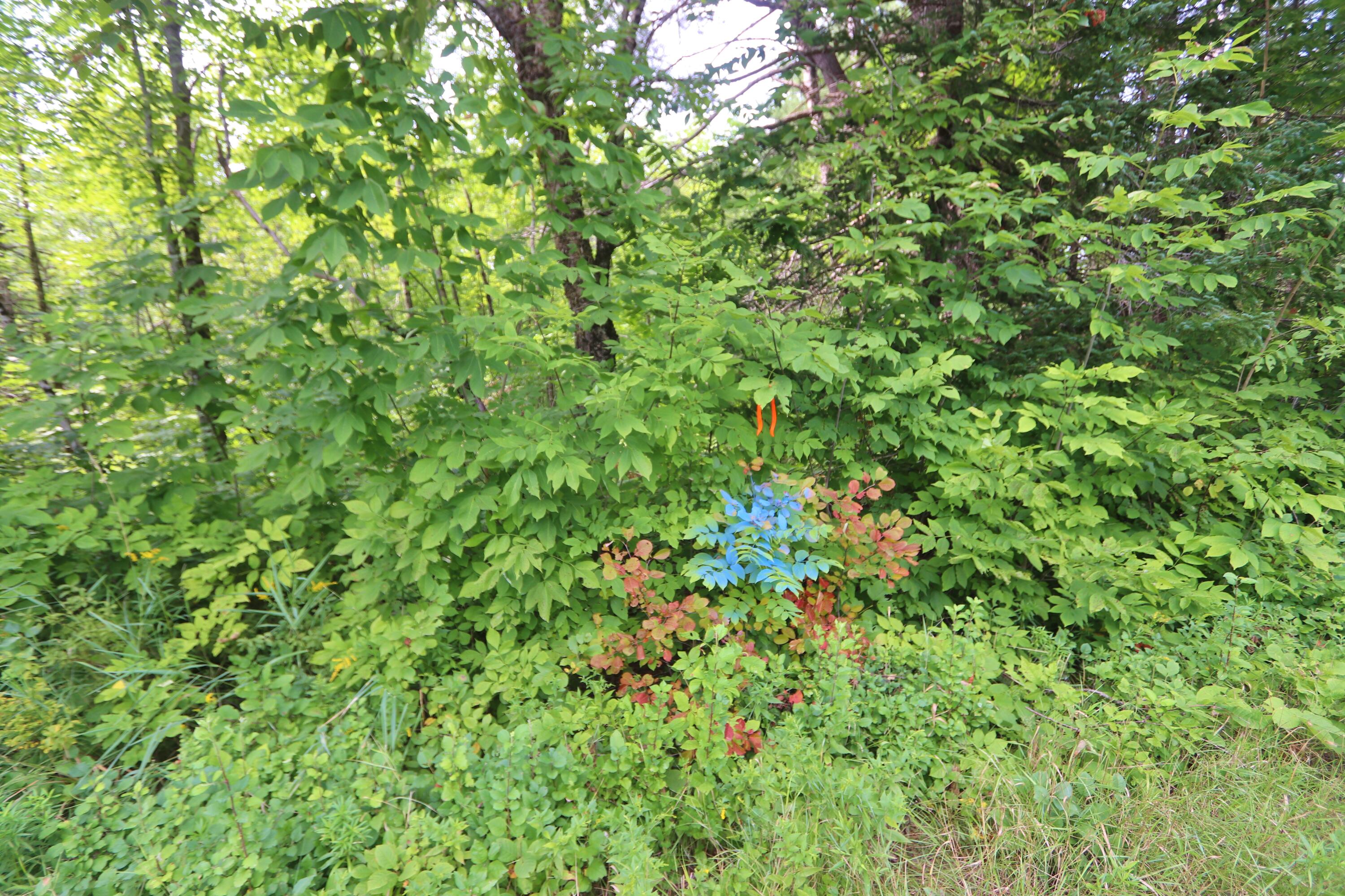 0 Puddledock Road Charleston, ME 04422 - Photo 5 of 5 IMG_7647