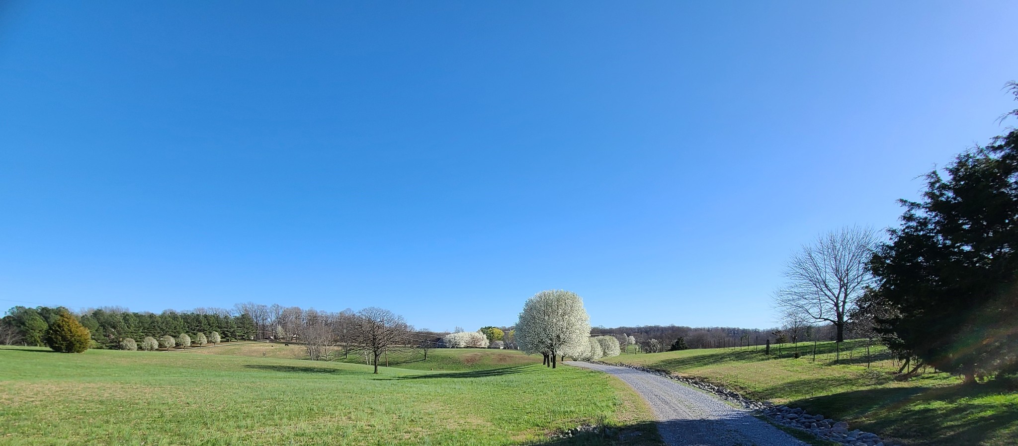 4152 Old Coopertown Road Springfield, TN 37172 - Photo 65 of 70 Springtime - nothing but beautiful trees coming up your driveway