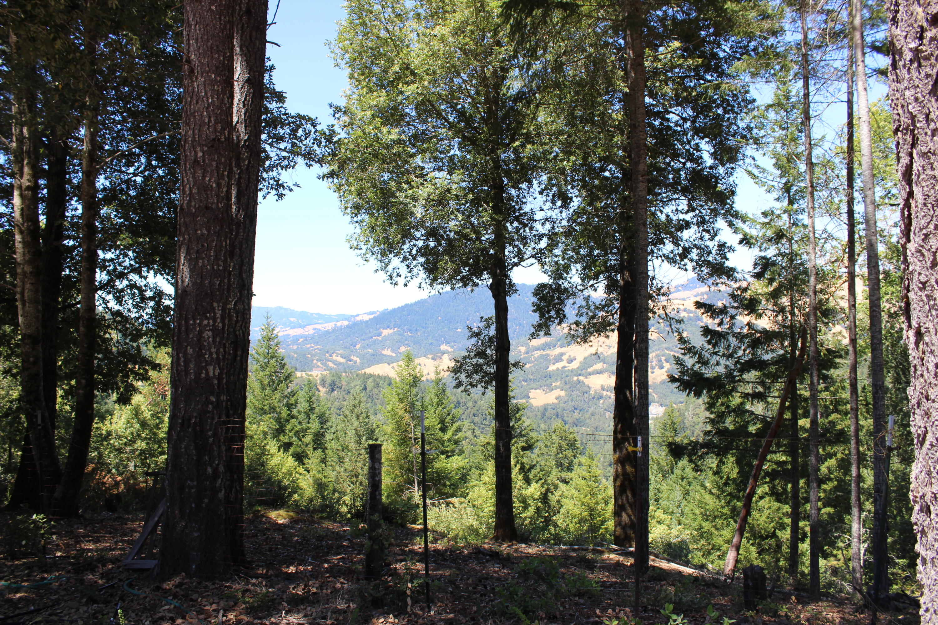 3961 Red Rock Road Garberville, CA 95542 - Photo 4 of 45 Great Views