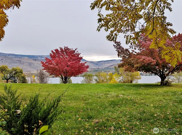 a view of a garden with a tree