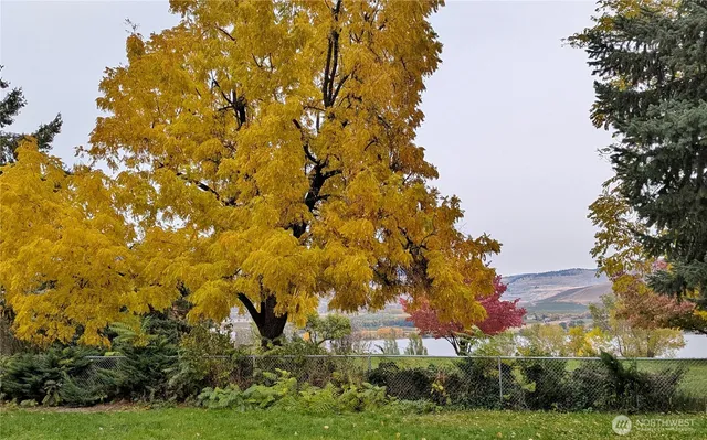a view of a bunch of trees