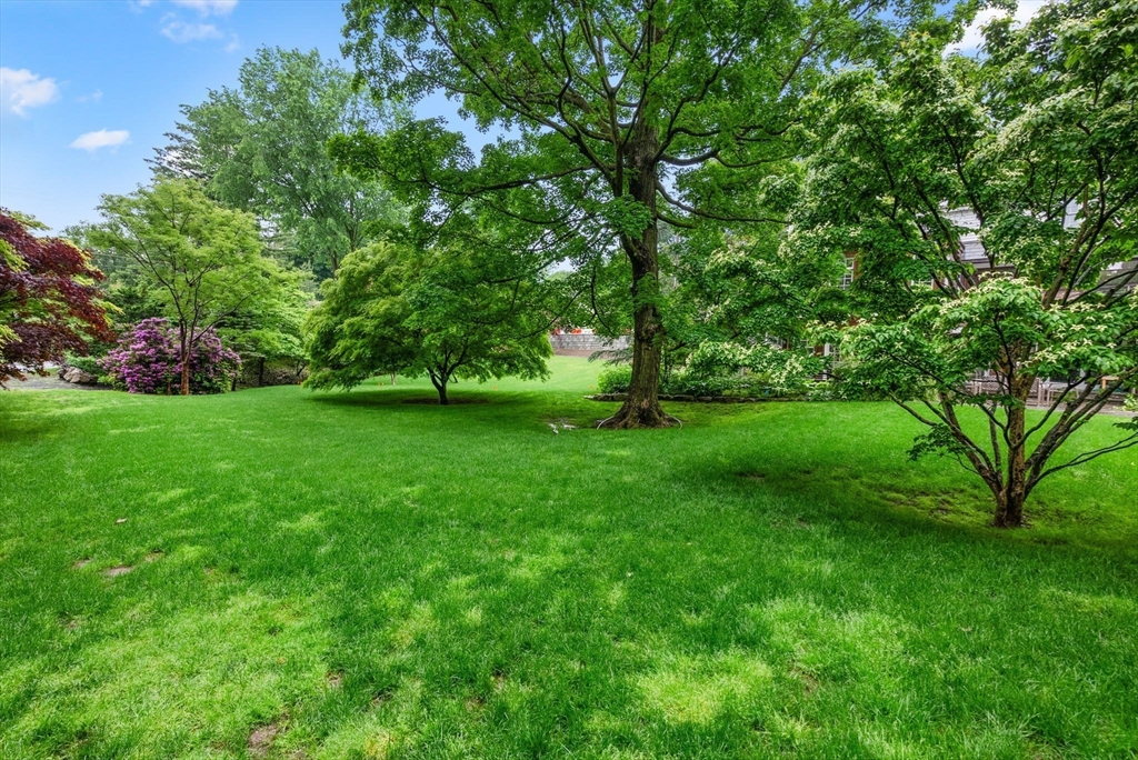 244 Heath Street Brookline, MA 02467 - Photo 35 of 36 a view of an trees with a tree