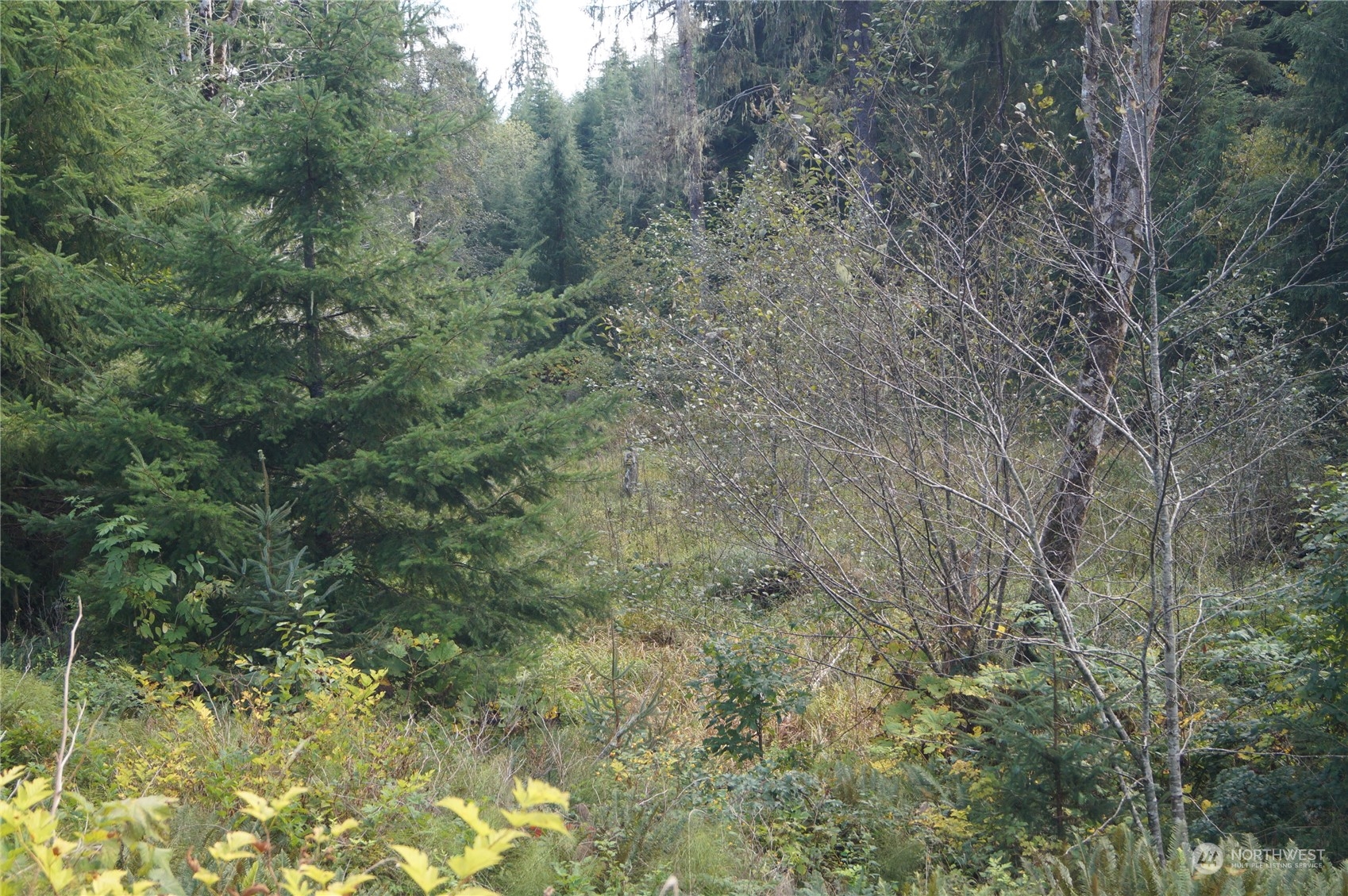 1 State Route 107 Cosmopolis, WA 98537 - Photo 11 of 12 a view of a forest with large trees