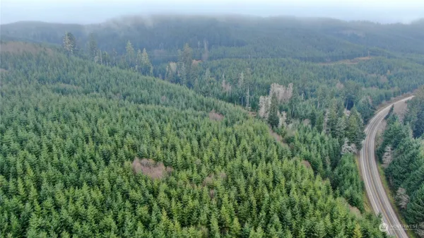 a view of a lush green forest with large trees