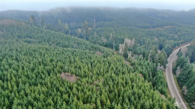 a view of a lush green forest with large trees