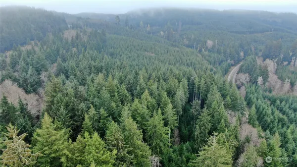 a view of a lush green forest with a forest