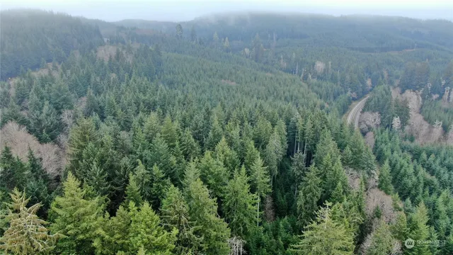 a view of a lush green forest with a forest