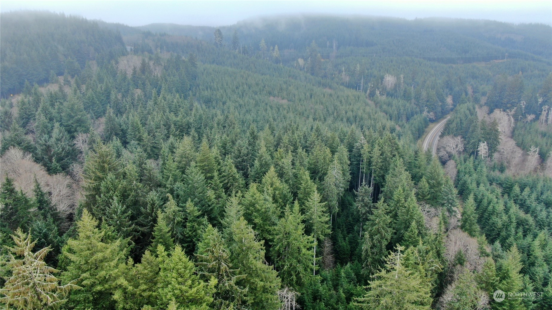 1 State Route 107 Cosmopolis, WA 98537 - Photo 3 of 12 a view of a lush green forest with large trees