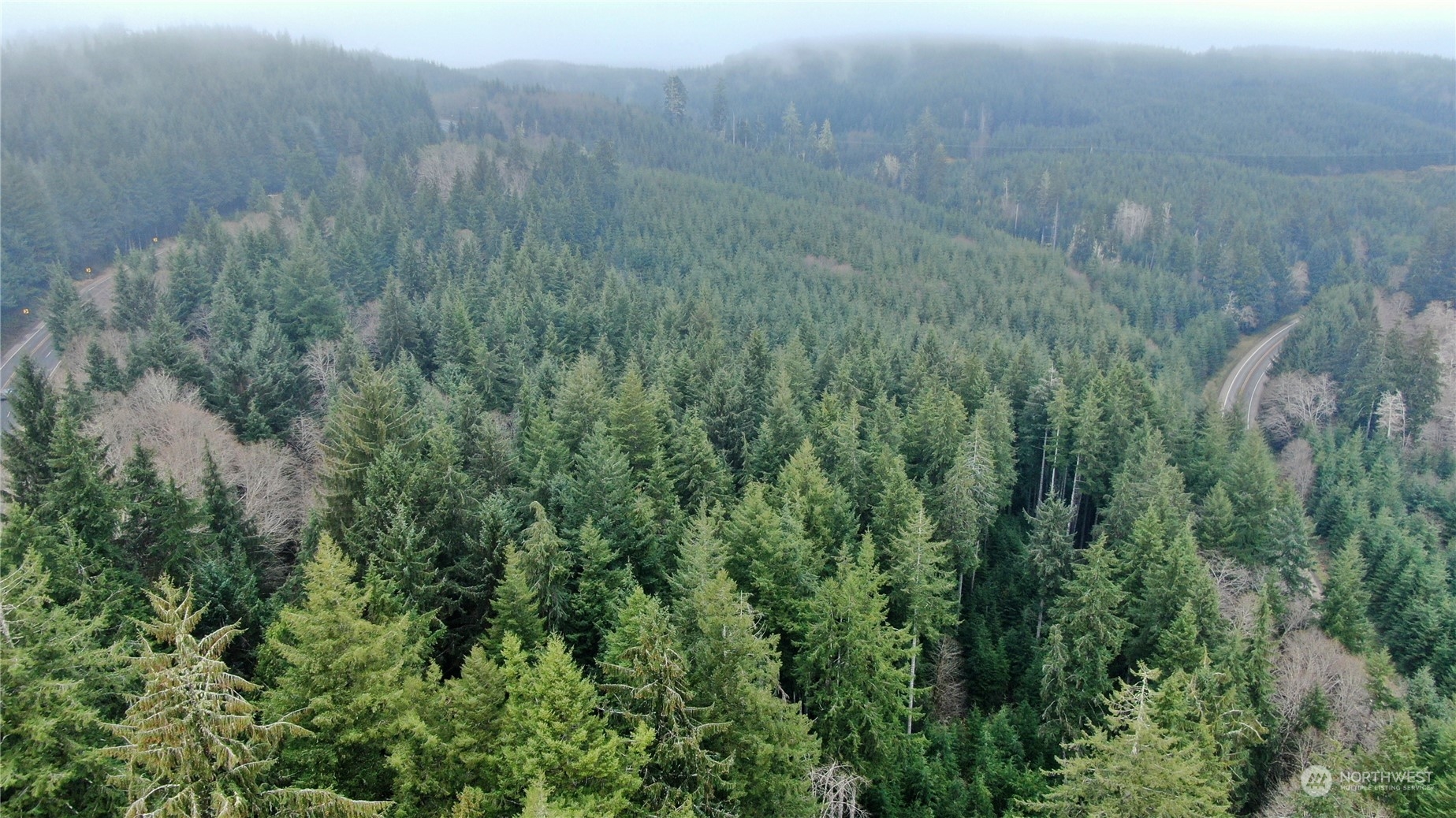 1 State Route 107 Cosmopolis, WA 98537 - Photo 4 of 12 a view of a lush green forest with a forest