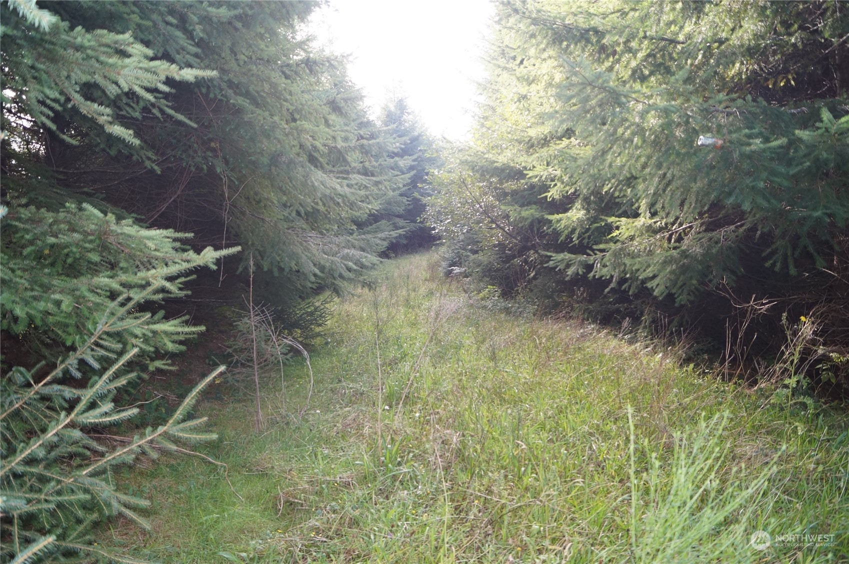 1 State Route 107 Cosmopolis, WA 98537 - Photo 5 of 12 a view of a forest