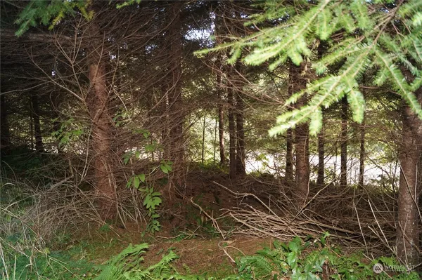 a view of a lush green forest with large trees