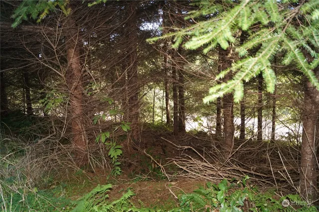 a view of a lush green forest with large trees