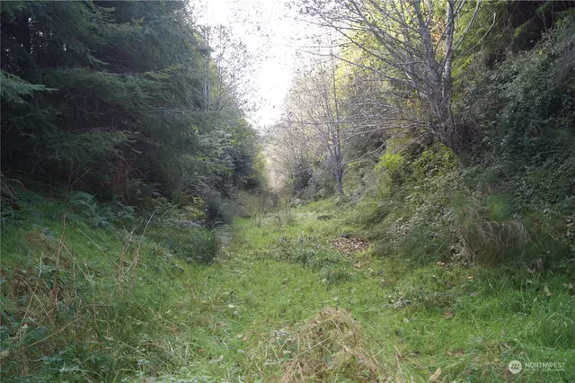 a view of a yard with a tree