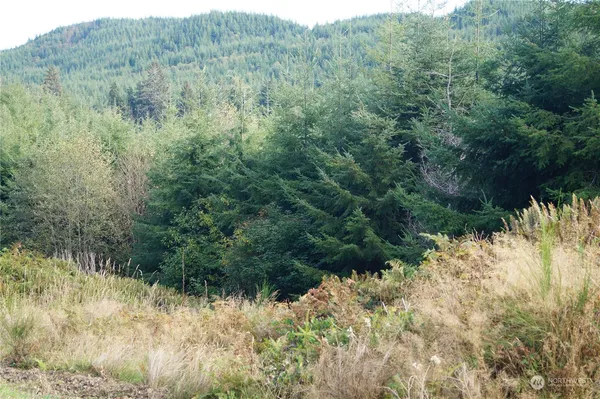 a view of a dry yard