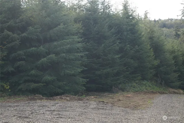 a view of a forest with large trees