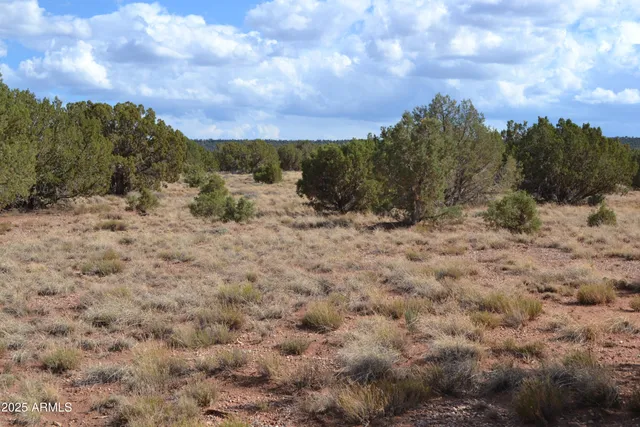 a view of a dry yard with trees