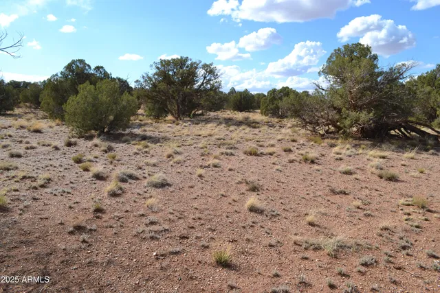 a view of a dry yard with lots of green space