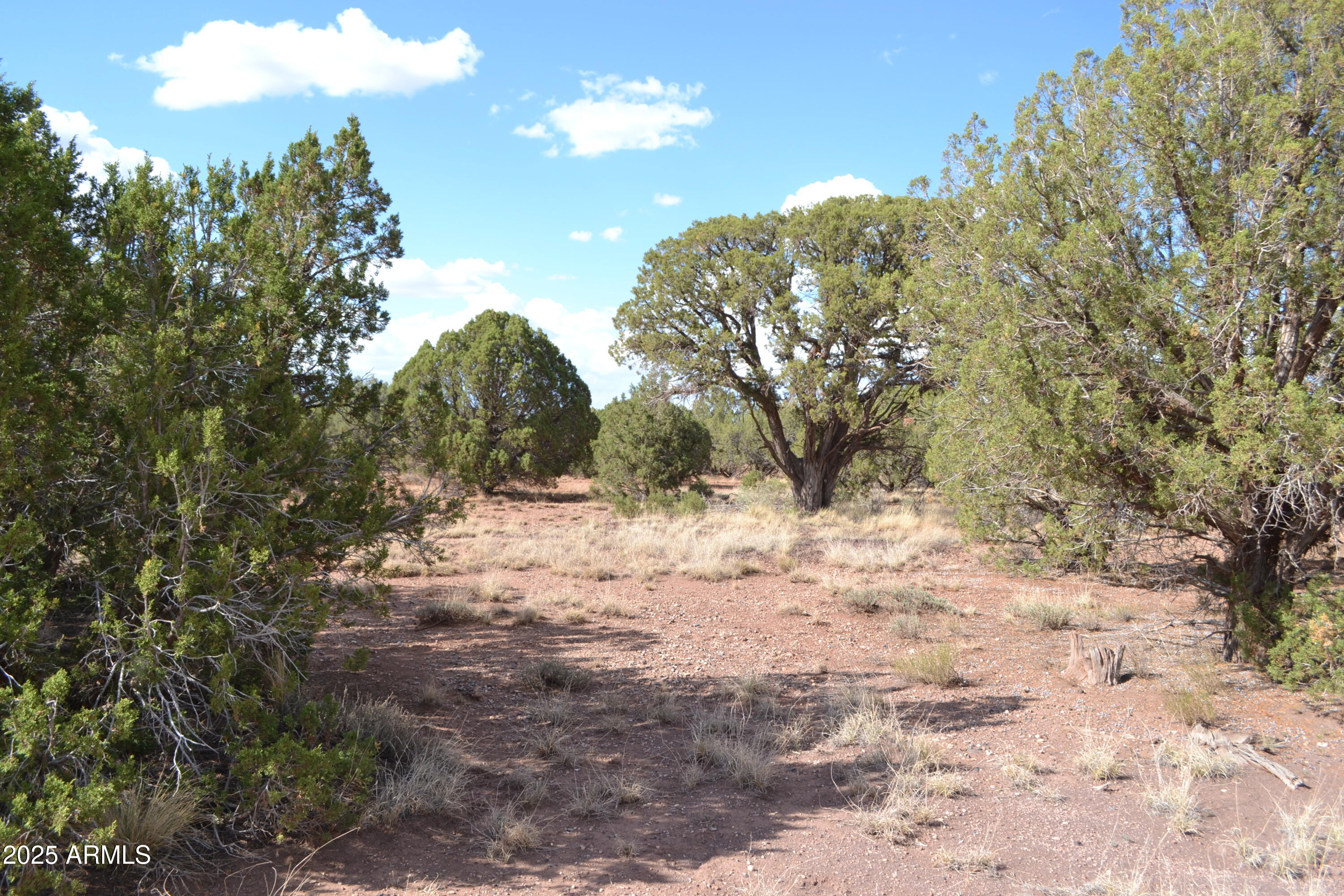 4161 Colt Road, Unit 273 Snowflake, AZ 85937 - Photo 3 of 13 a view of a yard with trees