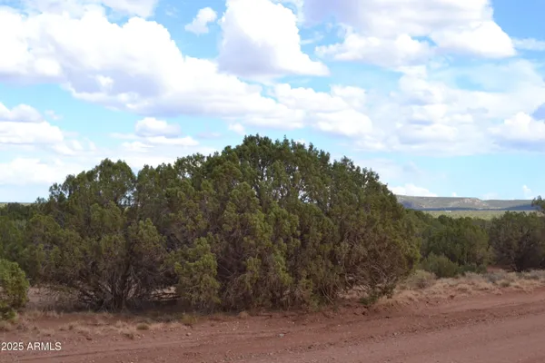 a view of a bunch of trees