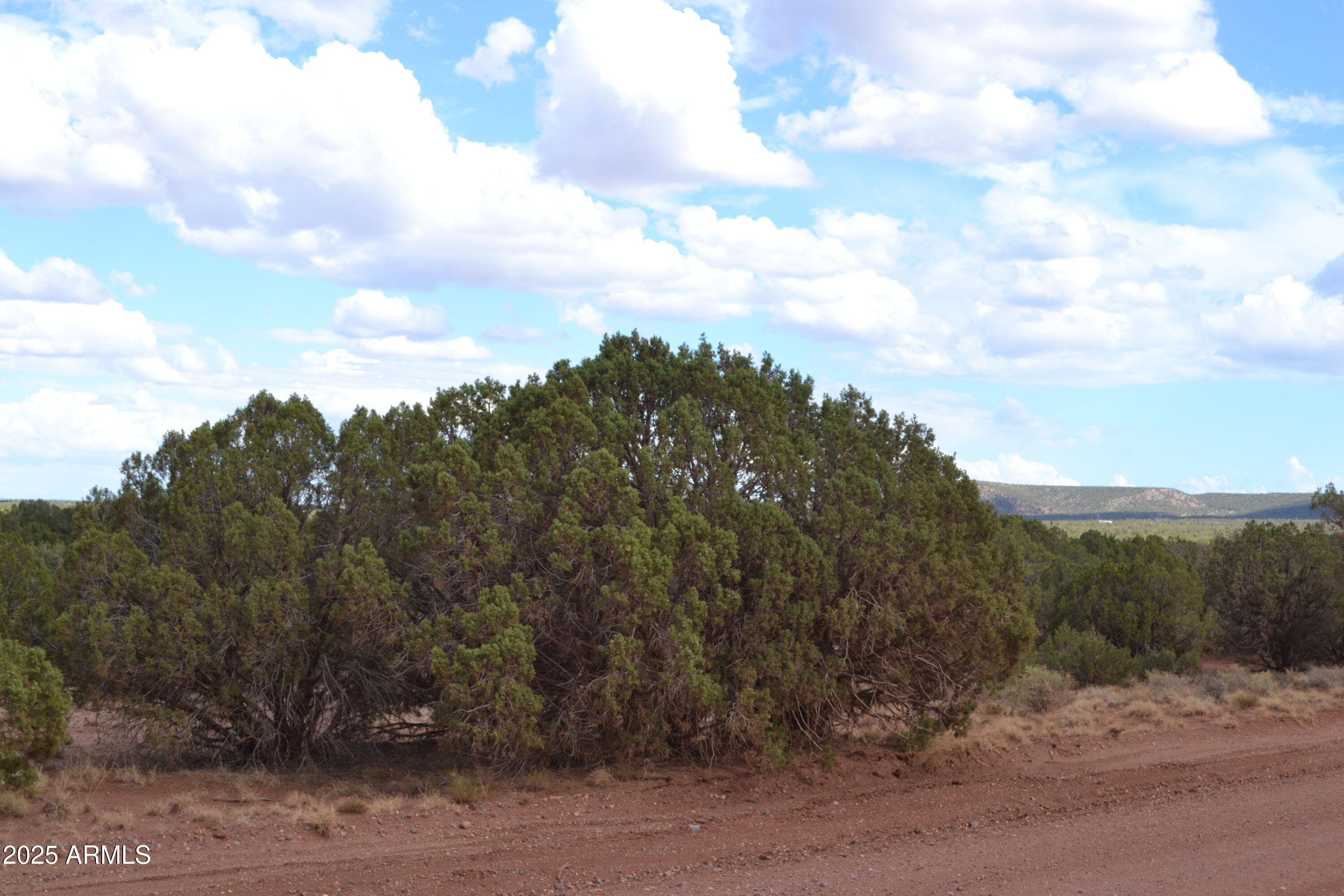 4161 Colt Road, Unit 273 Snowflake, AZ 85937 - Photo 5 of 13 a view of a bunch of trees
