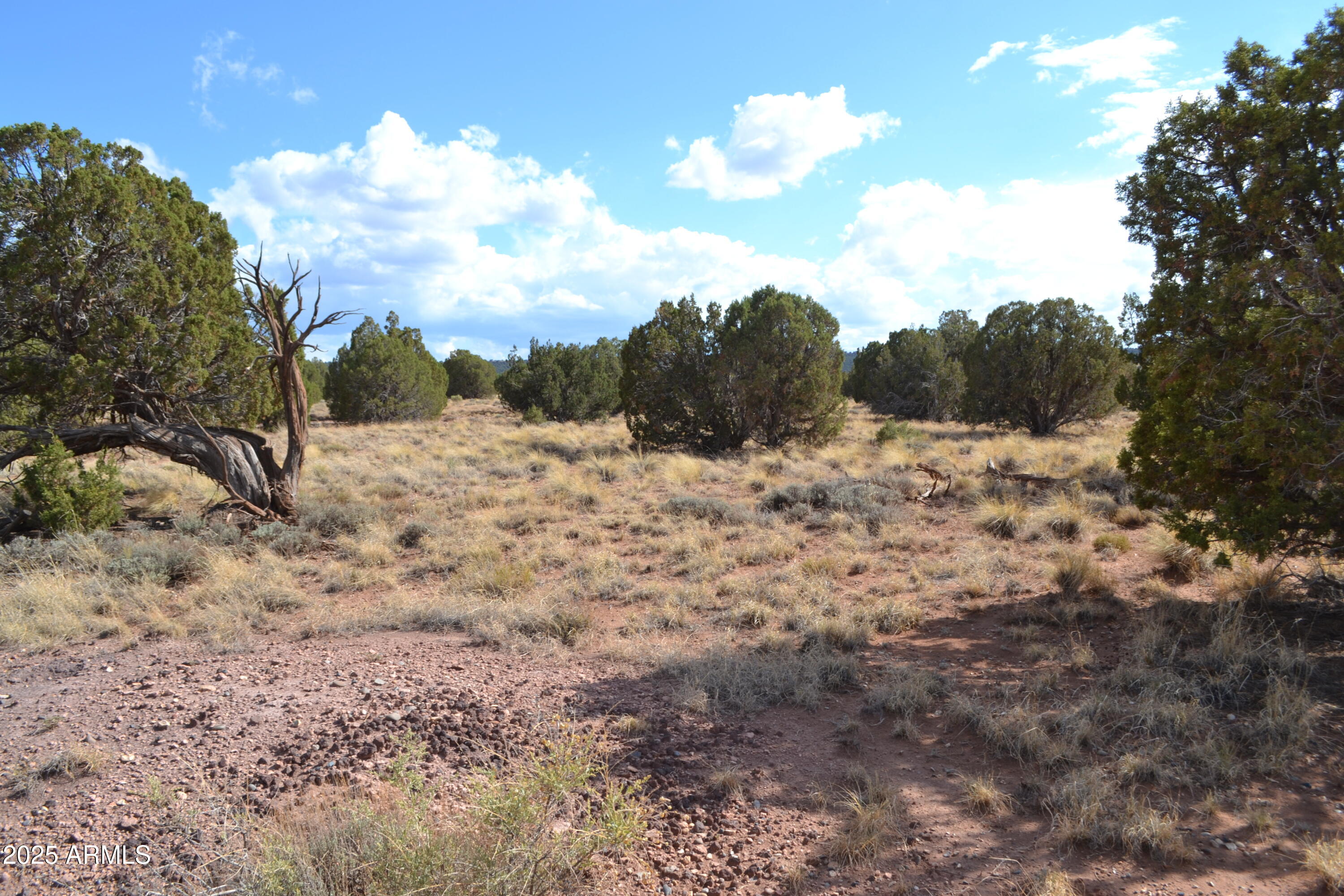4161 Colt Road, Unit 273 Snowflake, AZ 85937 - Photo 10 of 13 a view of a dry space with lots of trees
