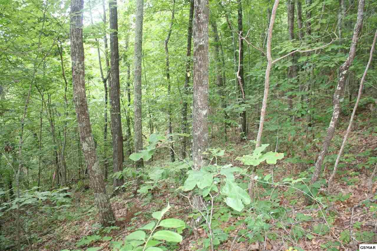 0 Shell Mountain Road Sevierville, TN 37876 - Photo 11 of 26 Gallery Image 11
