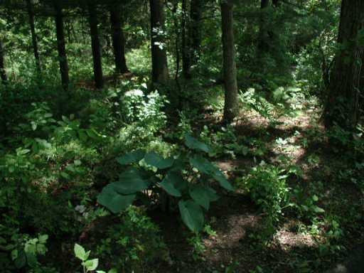 13815 Riker Road Chelsea, MI 48118 - Photo 8 of 8 Photo 8