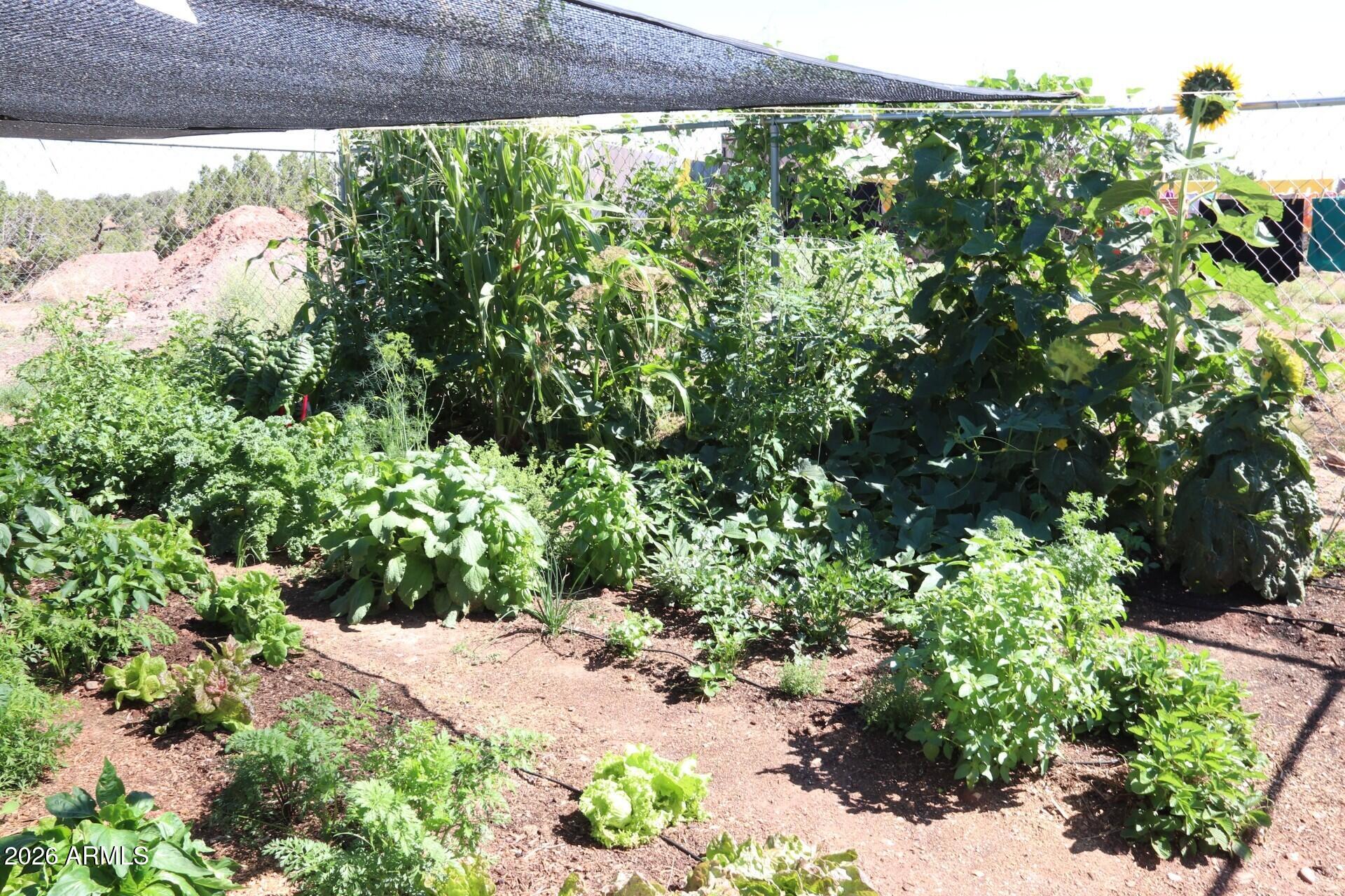 132 N8570 Snowflake, AZ 85937 - Photo 38 of 41 Garden in Full Summer Bloom