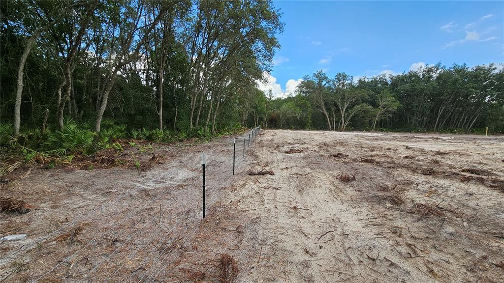 35391 Overcup Drive Webster, FL 33597 - Photo 4 of 16 a view of dirt yard with large trees