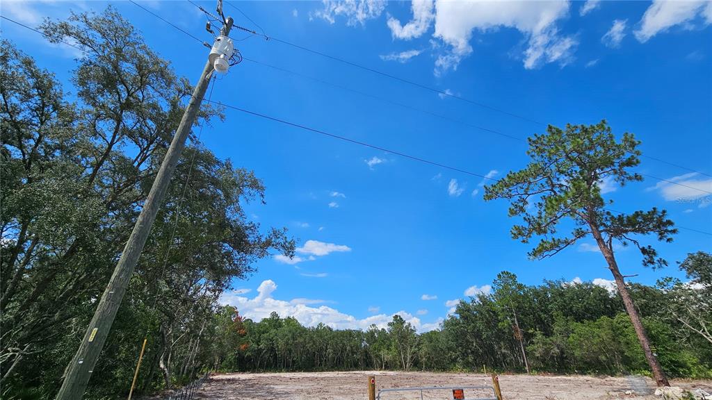 35391 Overcup Drive Webster, FL 33597 - Photo 6 of 16 a view of a tree in a yard