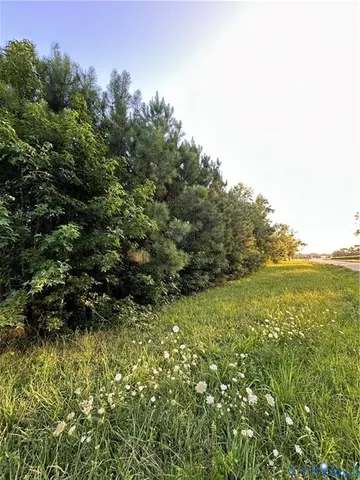 a view of a bunch of trees and bushes