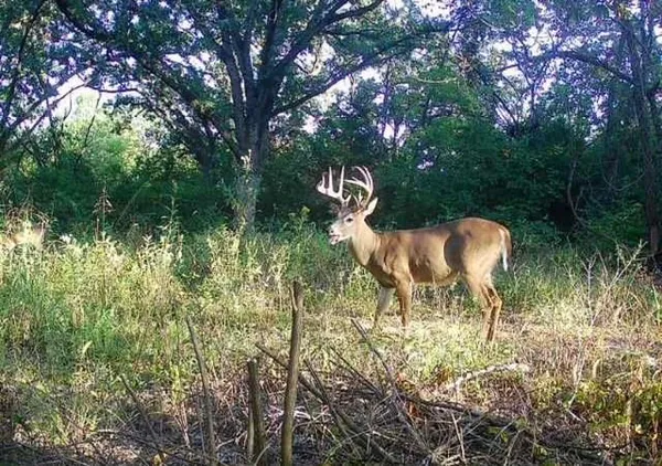 $599,000 | Argo Road, Independence, MO 64057