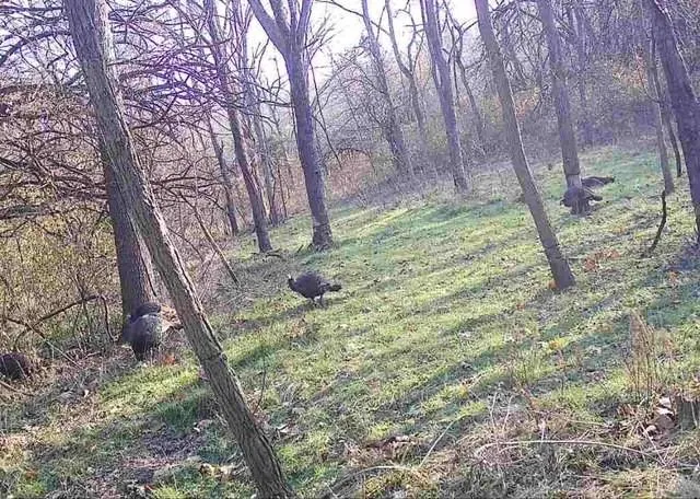 $599,000 | Argo Road, Independence, MO 64057