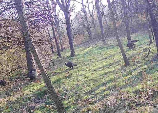 Argo Road Independence, MO 64057 - Photo 17 of 18